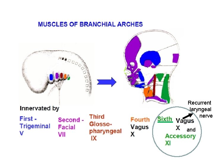 Recurrent laryngeal nerve and 