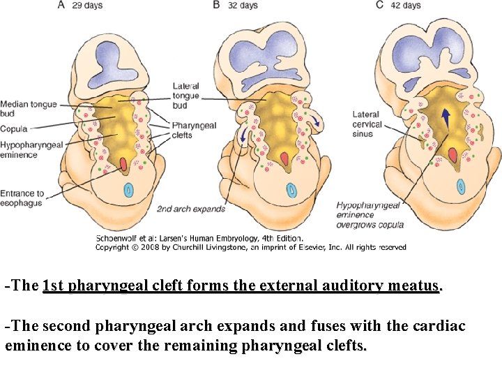 -The 1 st pharyngeal cleft forms the external auditory meatus. -The second pharyngeal arch