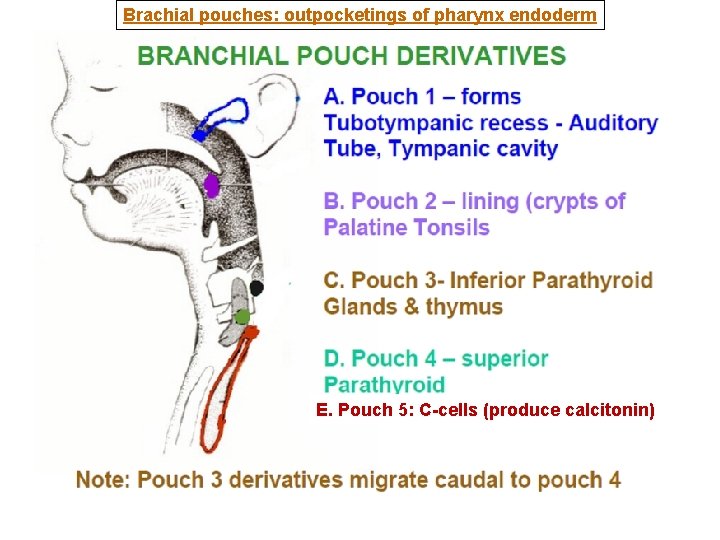 Brachial pouches: outpocketings of pharynx endoderm E. Pouch 5: C-cells (produce calcitonin) 