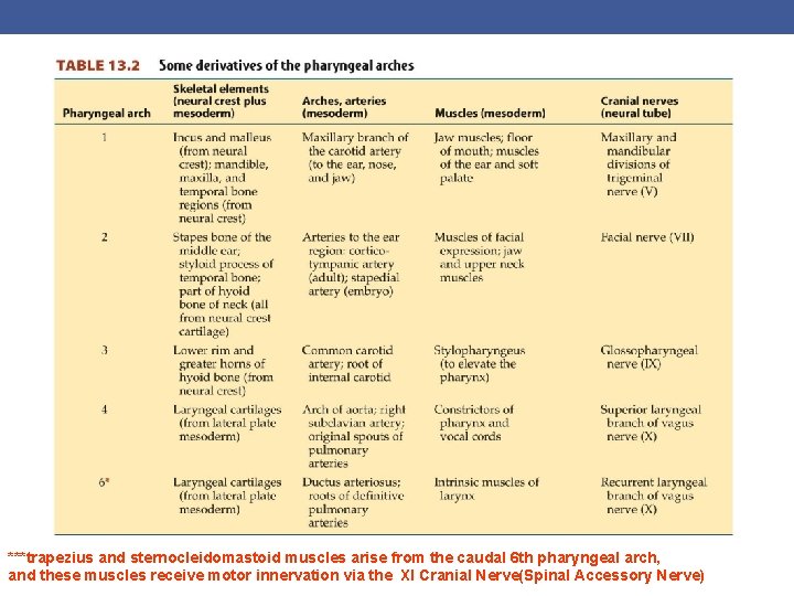 ***trapezius and sternocleidomastoid muscles arise from the caudal 6 th pharyngeal arch, and these