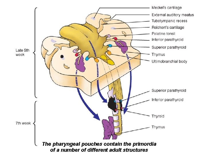 The pharyngeal pouches contain the primordia of a number of different adult structures 