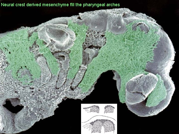 Neural crest derived mesenchyme fill the pharyngeal arches 