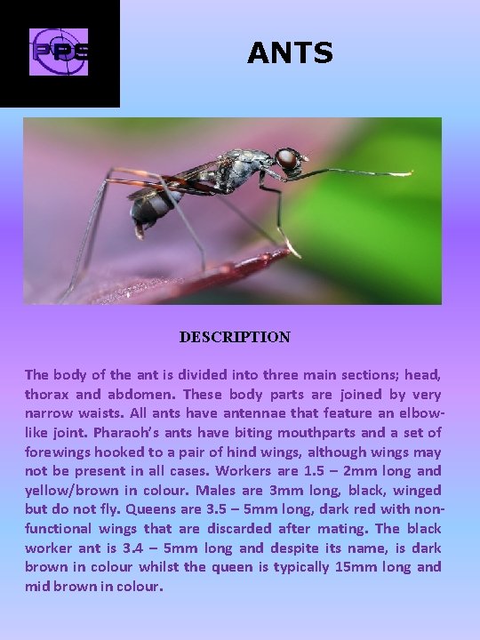 ANTS DESCRIPTION The body of the ant is divided into three main sections; head,