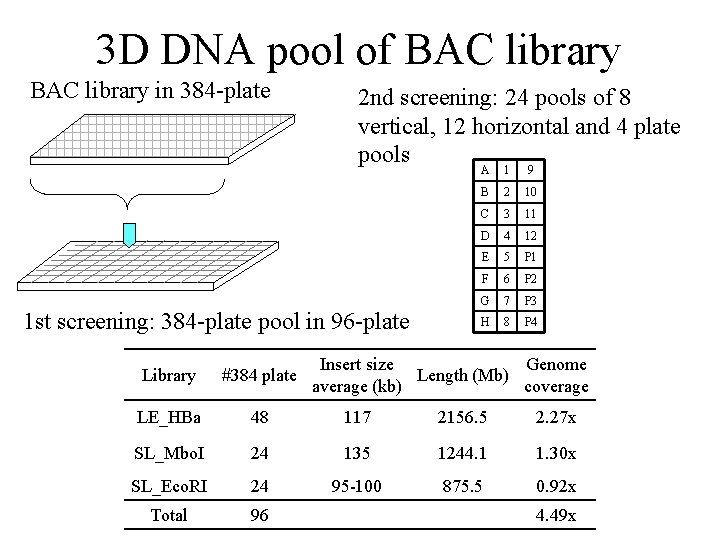 3 D DNA pool of BAC library in 384 -plate 2 nd screening: 24