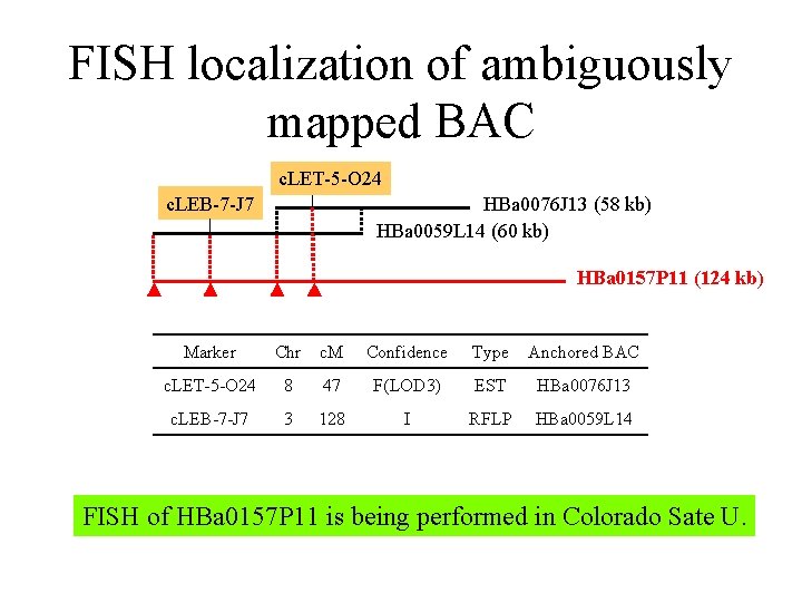 FISH localization of ambiguously mapped BAC c. LET-5 -O 24 c. LEB-7 -J 7