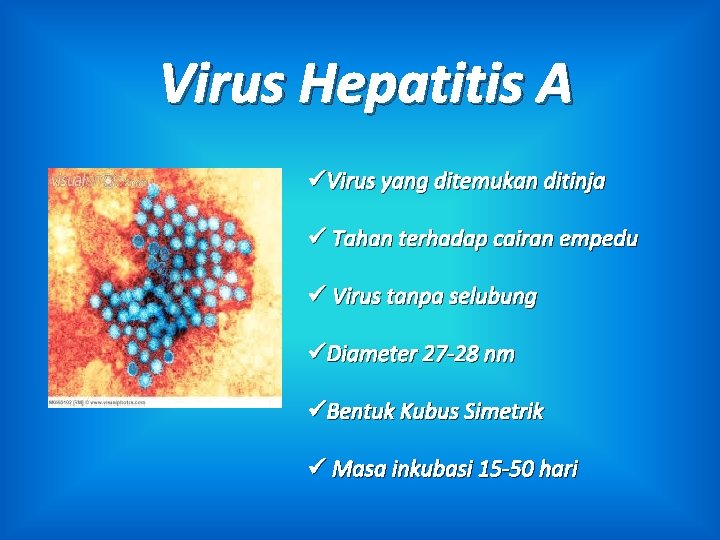 Virus Hepatitis A üVirus yang ditemukan ditinja ü Tahan terhadap cairan empedu ü Virus