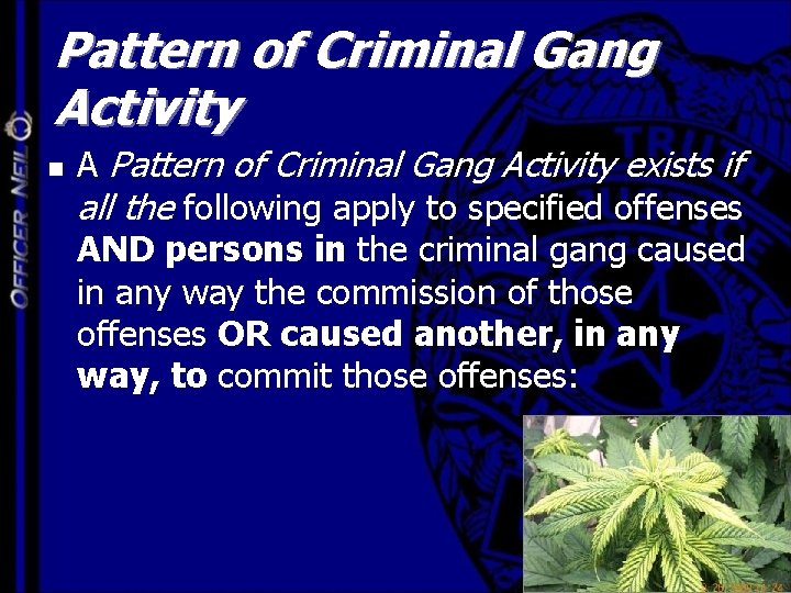 Pattern of Criminal Gang Activity n A Pattern of Criminal Gang Activity exists if