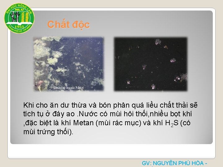 Chất độc Khi cho ăn dư thừa và bón phân quá liều chất thải