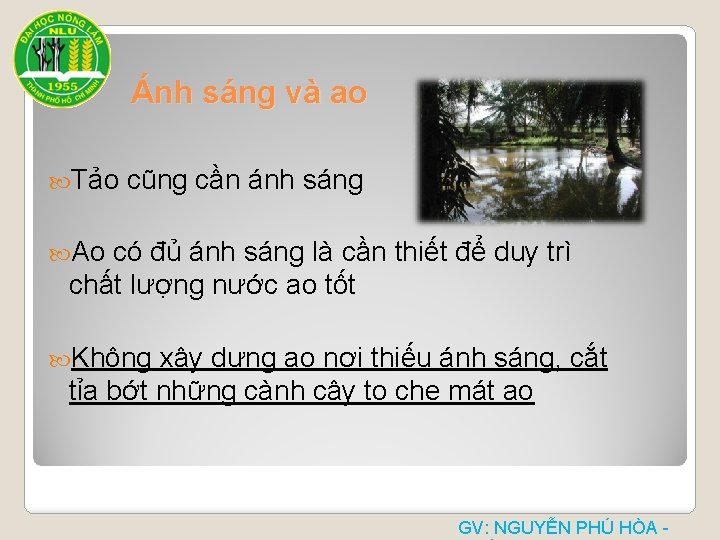 Ánh sáng và ao Tảo cũng cần ánh sáng Ao có đủ ánh sáng