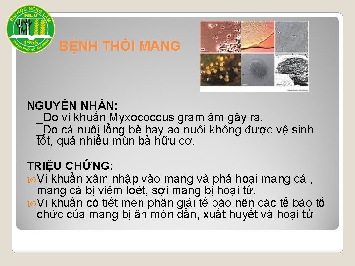 BỆNH THỐI MANG NGUYÊN NH N: _Do vi khuẩn Myxococcus gram âm gây ra.