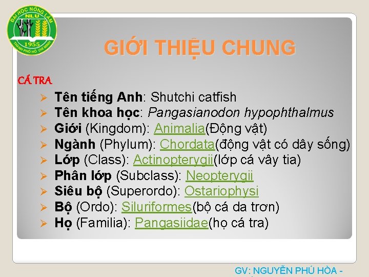 GIỚI THIỆU CHUNG CÁ TRA Ø Ø Ø Ø Ø Tên tiếng Anh: Shutchi