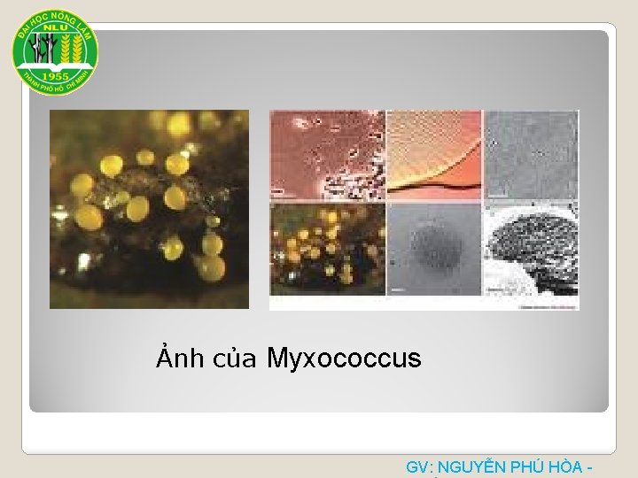  Ảnh của Myxococcus GV: NGUYỄN PHÚ HÒA - 