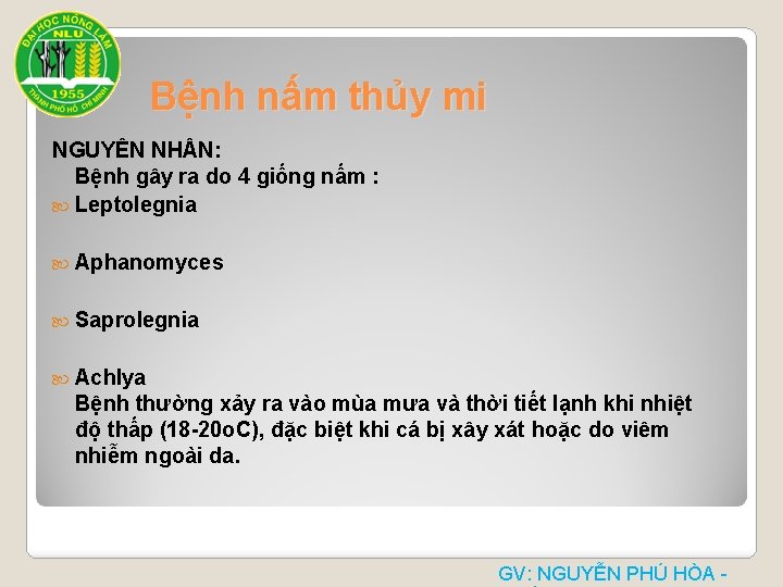 Bệnh nấm thủy mi NGUYÊN NH N: Bệnh gây ra do 4 giống nấm