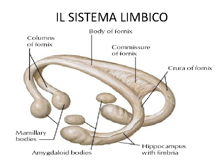 IL SISTEMA LIMBICO 