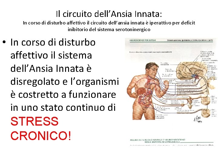 Il circuito dell’Ansia Innata: In corso di disturbo affettivo il circuito dell’ansia innata è