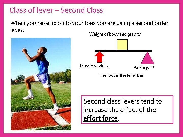 Class of lever – Second Class When you raise up on to your toes