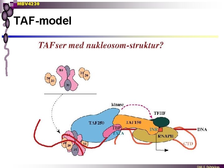 mediators tf tbp tata
