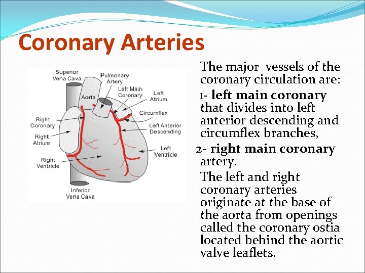 Coronary Arteries The major vessels of the coronary circulation are: 1 - left main