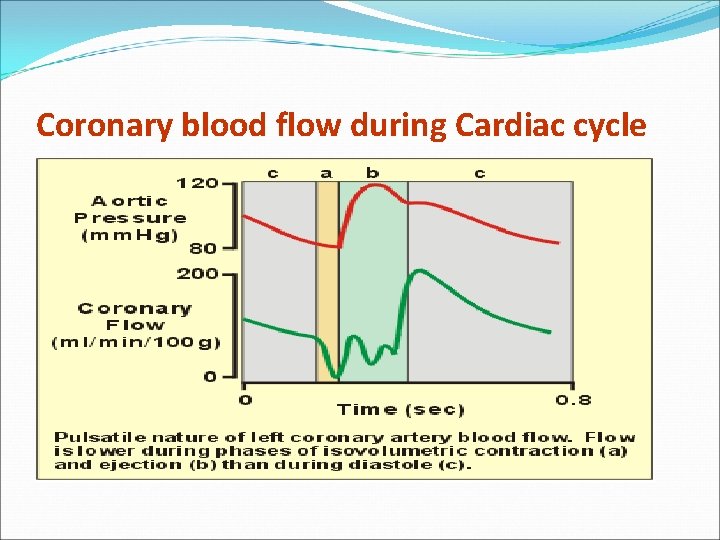 Coronary blood flow during Cardiac cycle Coronary blood flow during Cardiac cycle