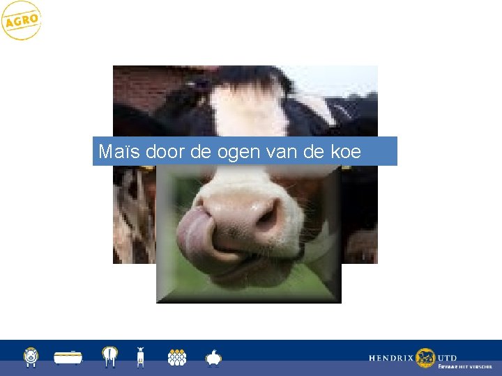 Maïs door de ogen van de koe 