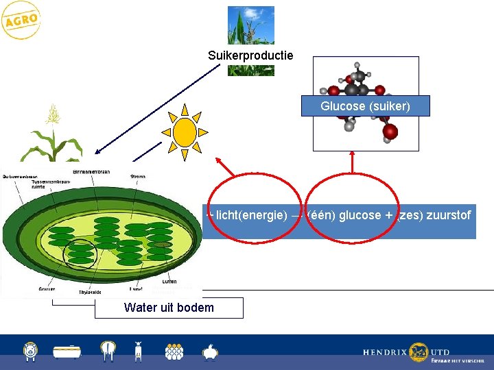 Suikerproductie Glucose (suiker) Assimilatie proces (zes)6 water + (zes) + licht(energie) H O+ 6