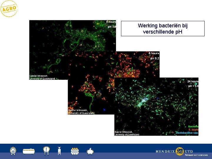 Werking bacteriën bij verschillende p. H 