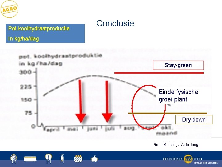 Pot. koolhydraatproductie Conclusie In kg/ha/dag Stay-green Stay Green Kolf rijpt af plant blijft groen