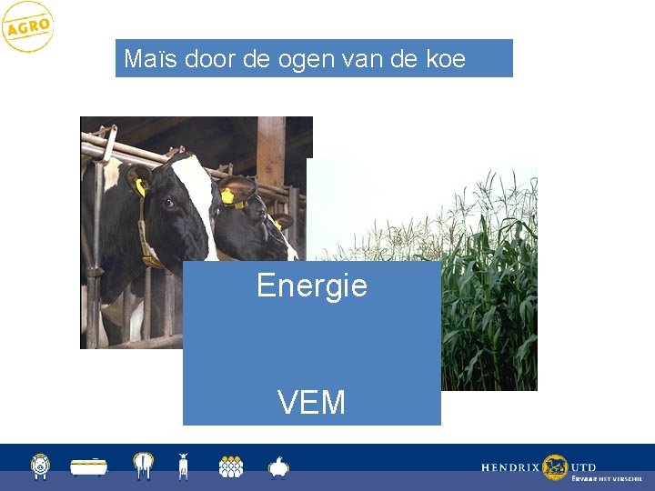 Maïs door de ogen van de koe Energie VEM 