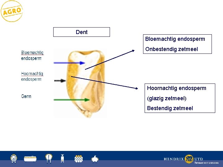 Dent Bloemachtig endosperm Onbestendig zetmeel Hoornachtig endosperm (glazig zetmeel) Bestendig zetmeel 