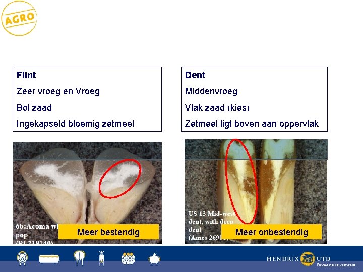 Flint Dent Zeer vroeg en Vroeg Middenvroeg Bol zaad Vlak zaad (kies) Ingekapseld bloemig