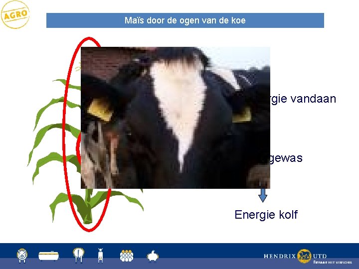 Maïs door de ogen van de koe Waar komt de energie vandaan Energie gewas