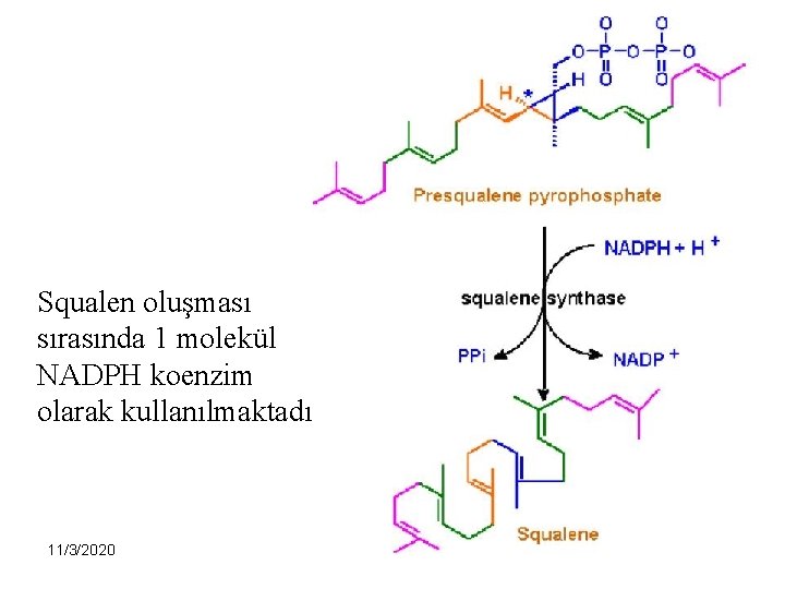 Squalen oluşması sırasında 1 molekül NADPH koenzim olarak kullanılmaktadır. 11/3/2020 13 13 