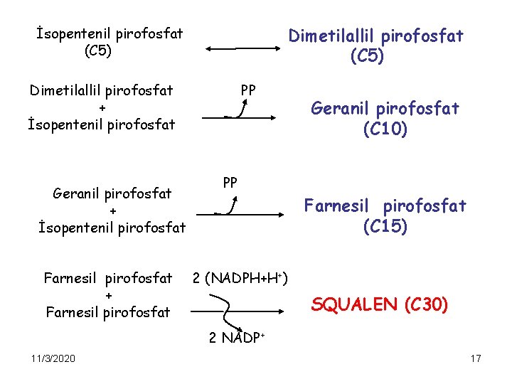 Dimetilallil pirofosfat (C 5) İsopentenil pirofosfat (C 5) PP Dimetilallil pirofosfat + İsopentenil pirofosfat