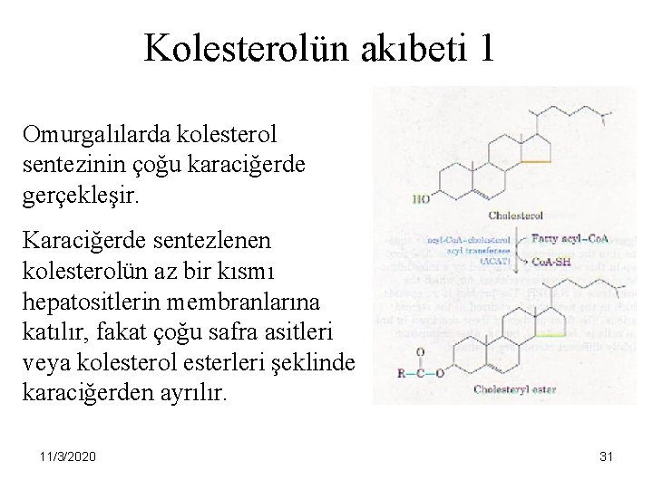 Kolesterolün akıbeti 1 Omurgalılarda kolesterol sentezinin çoğu karaciğerde gerçekleşir. Karaciğerde sentezlenen kolesterolün az bir