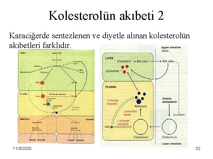 Kolesterolün akıbeti 2 Karaciğerde sentezlenen ve diyetle alınan kolesterolün akıbetleri farklıdır. 11/3/2020 32 