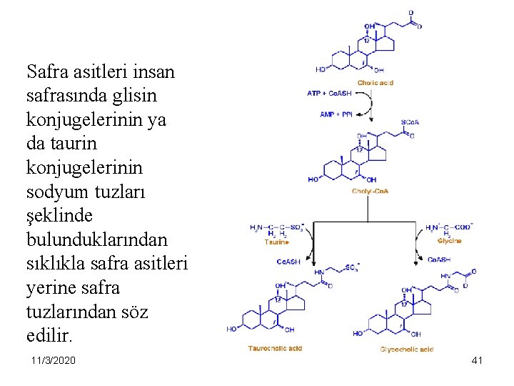 Safra asitleri insan safrasında glisin konjugelerinin ya da taurin konjugelerinin sodyum tuzları şeklinde bulunduklarından