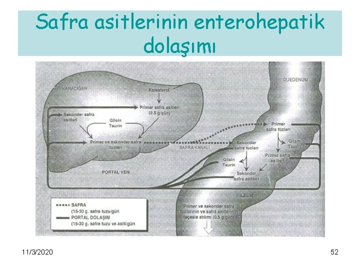 Safra asitlerinin enterohepatik dolaşımı 11/3/2020 52 