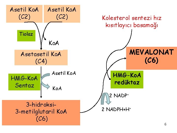 Asetil Ko. A (C 2) Kolesterol sentezi hız kısıtlayıcı basamağı Tiolaz Ko. A MEVALONAT