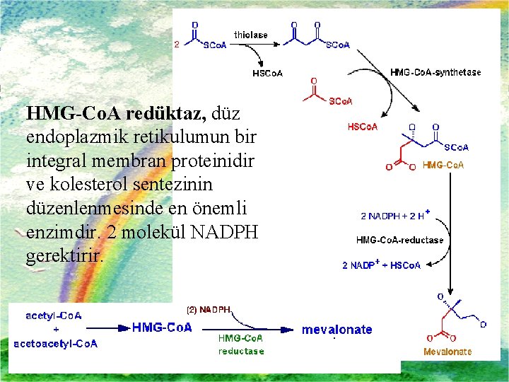 HMG-Co. A redüktaz, düz endoplazmik retikulumun bir integral membran proteinidir ve kolesterol sentezinin düzenlenmesinde