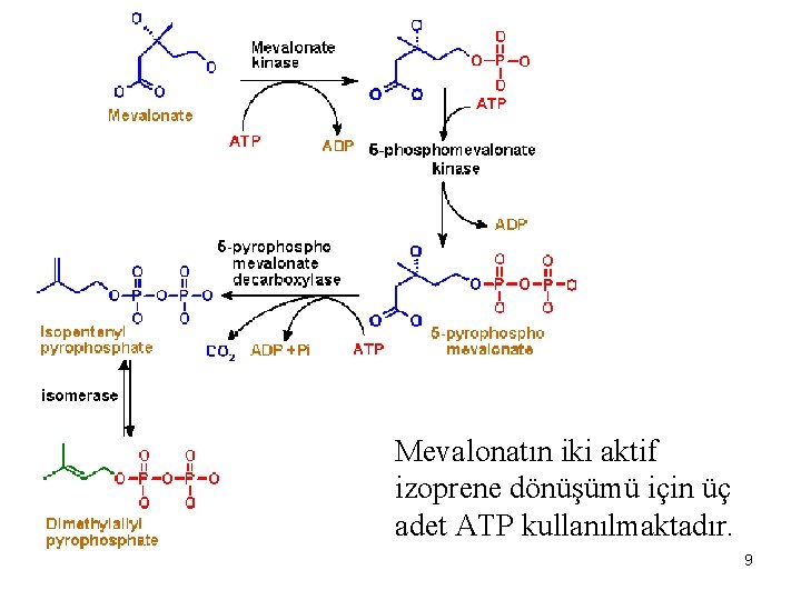Mevalonatın iki aktif izoprene dönüşümü için üç adet ATP kullanılmaktadır. 11/3/2020 9 