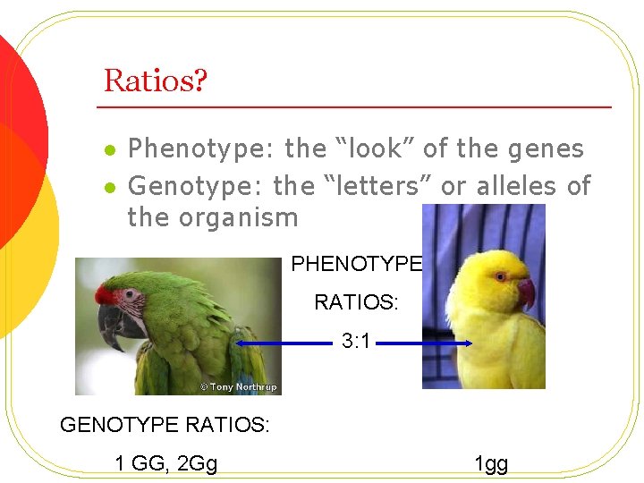 Ratios? l l Phenotype: the “look” of the genes Genotype: the “letters” or alleles