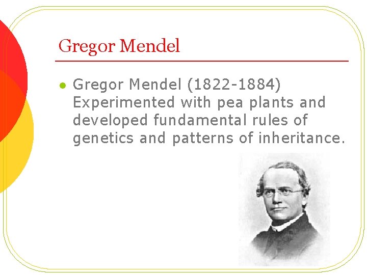 Gregor Mendel l Gregor Mendel (1822 -1884) Experimented with pea plants and developed fundamental