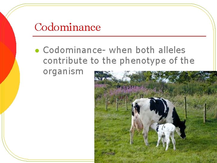 Codominance l Codominance- when both alleles contribute to the phenotype of the organism 
