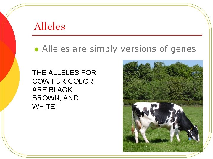 Alleles l Alleles are simply versions of genes THE ALLELES FOR COW FUR COLOR