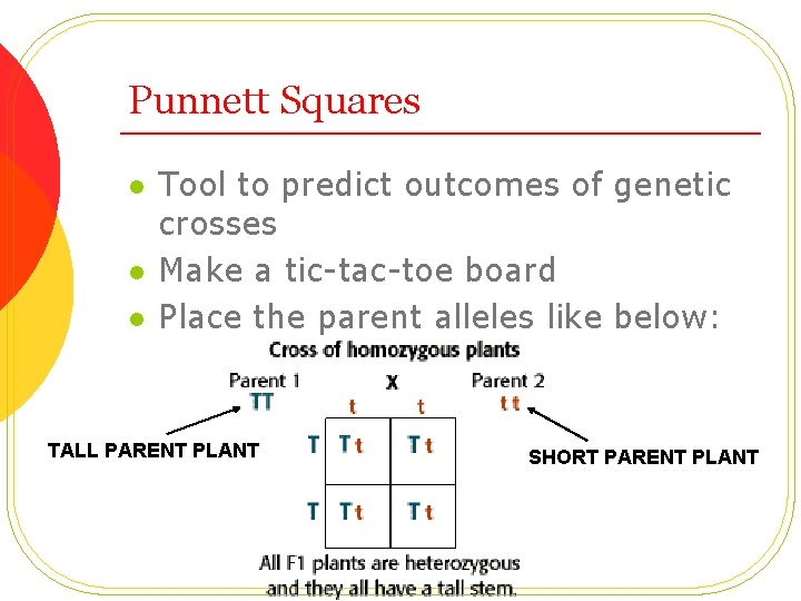 Punnett Squares l l l Tool to predict outcomes of genetic crosses Make a