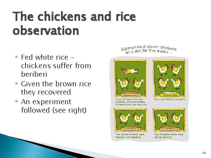 The chickens and rice observation Fed white rice – chickens suffer from beri Given