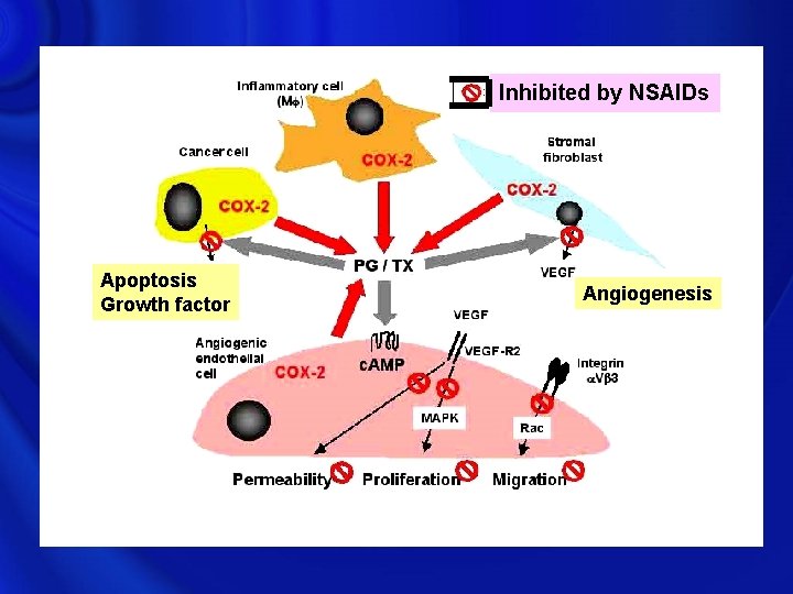 Inhibited by NSAIDs Apoptosis Growth factor Induced apoptosis Angiogenesis 