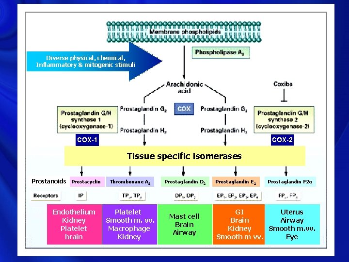 Diverse physical, chemical, Inflammatory & mitogenic stimuli COXIBS COX-1 COX-2 Tissue specific isomerases Prostanoids