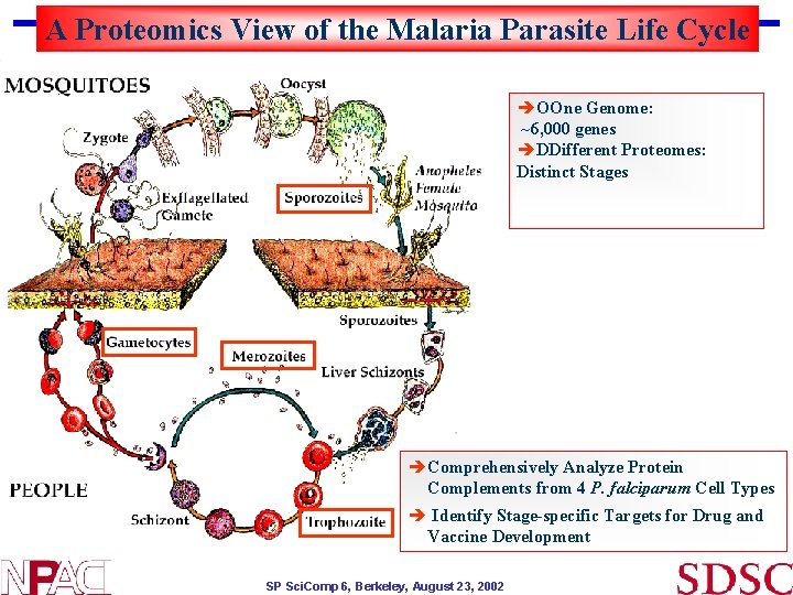 A Proteomics View of the Malaria Parasite Life Cycle èOOne Genome: ~6, 000 genes A Proteomics View of the Malaria Parasite Life Cycle èOOne Genome: ~6, 000 genes