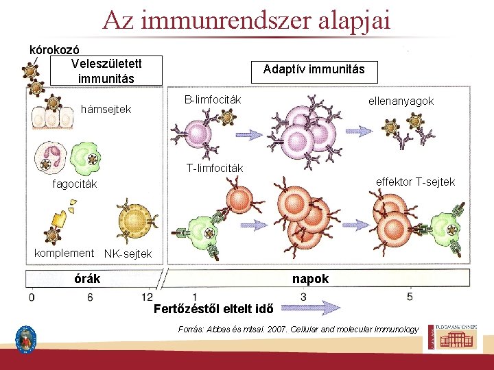 Az immunrendszer alapjai kórokozó Veleszületett immunitás hámsejtek Adaptív immunitás B-limfociták ellenanyagok T-limfociták effektor T-sejtek